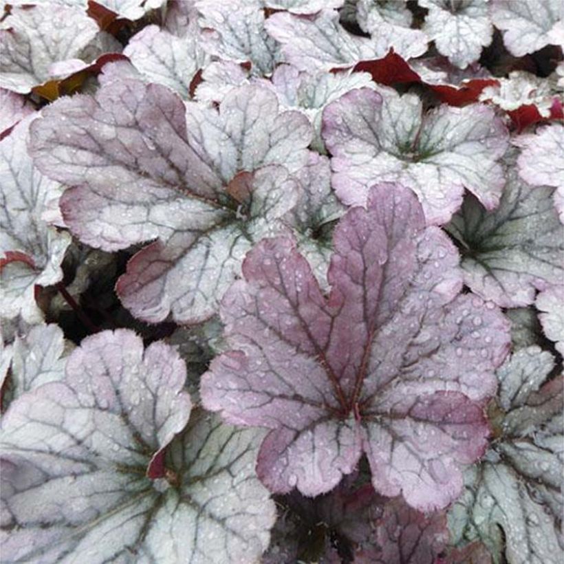 Heuchère - Heuchera Sloeberry (Foliage)