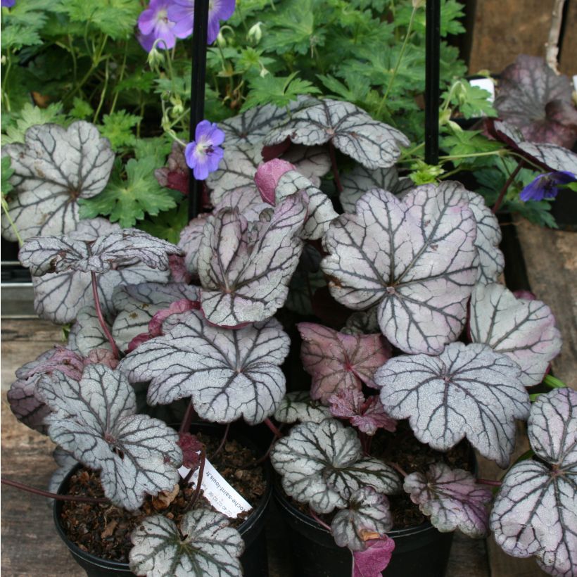Heuchère - Heuchera Sugar Plum (Plant habit)