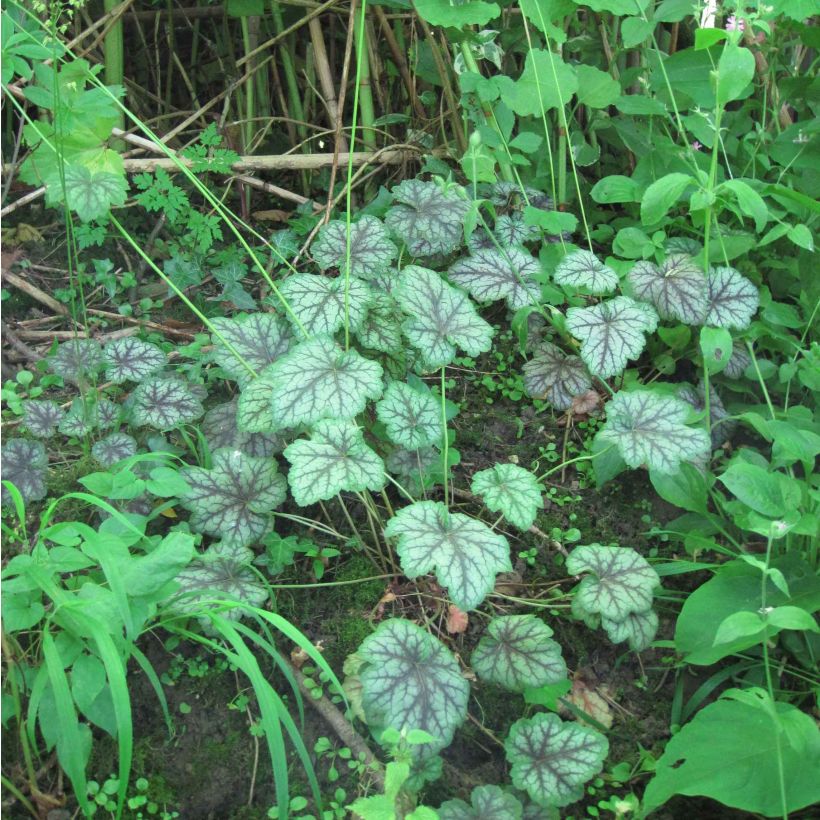 Heuchère - Heuchera americana Dales Strain (Plant habit)