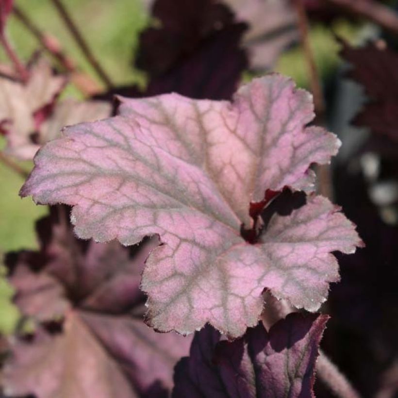 Heuchère - Heuchera Plum Pudding (Plant habit)