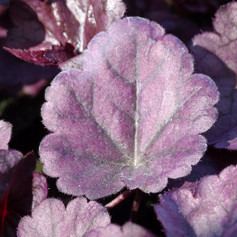 Heuchère - Heuchera Wildberry (Foliage)
