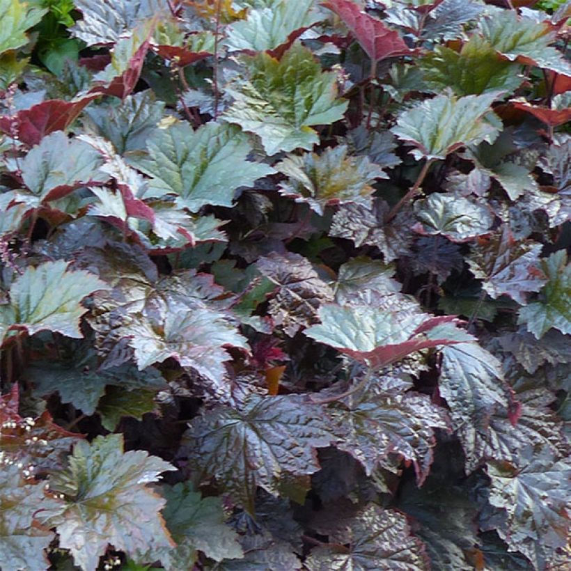 Heuchère - Heuchera Palace Purple (Foliage)