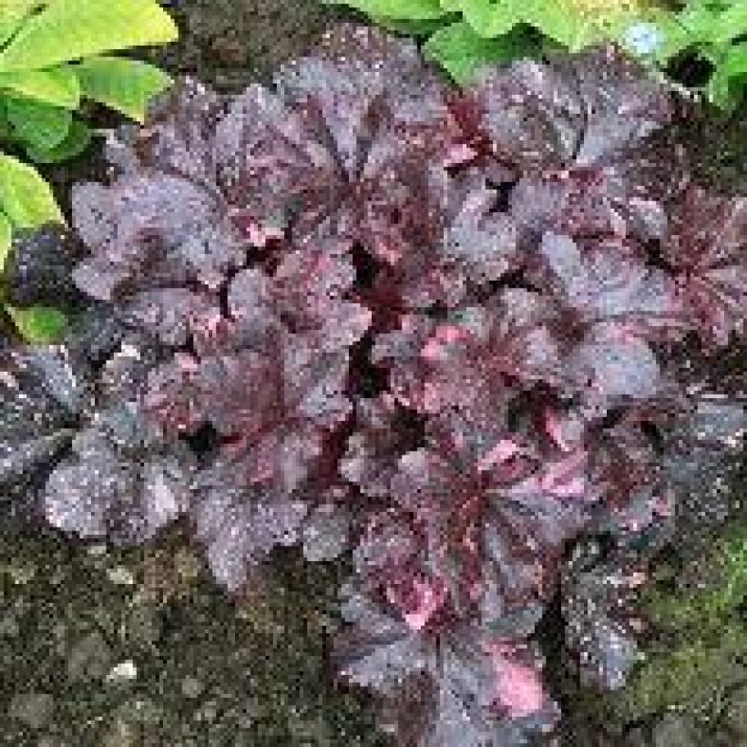 Heuchère - Heuchera Midnight Rose (Plant habit)