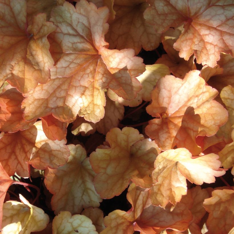 Heuchère - Heuchera Paprika (Foliage)