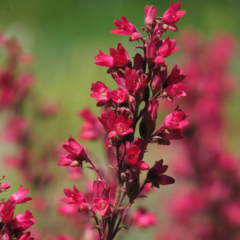 Heuchère - Heuchera sanguinea Leuchtkäfer (Flowering)