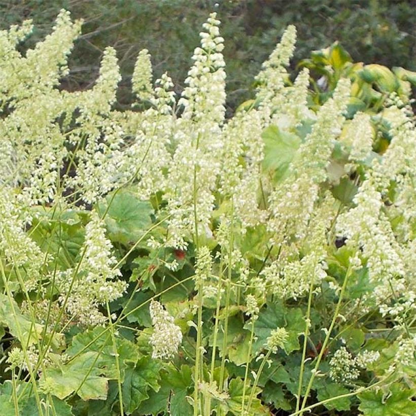Heuchère - Heuchera villosa var macrorrhiza (Flowering)