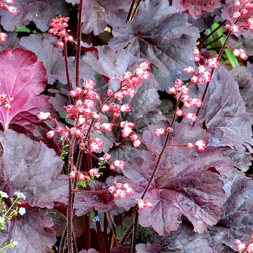 Heuchère - Heuchera Bella Notte (Flowering)
