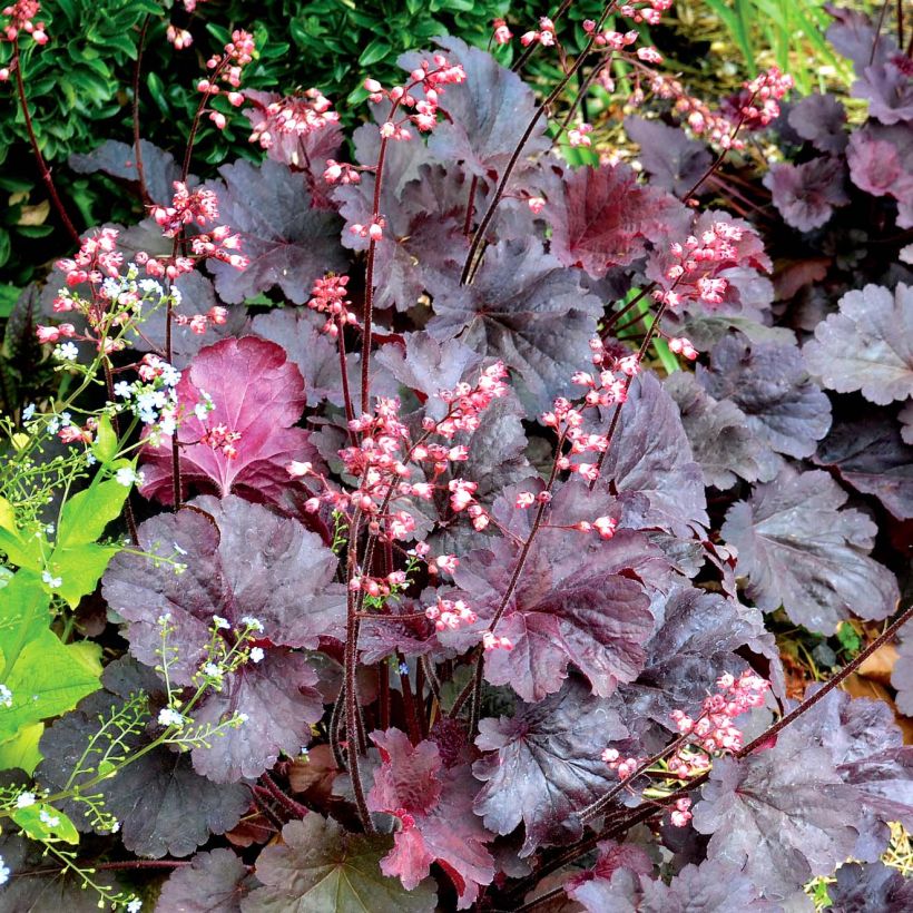 Heuchère - Heuchera Bella Notte (Plant habit)
