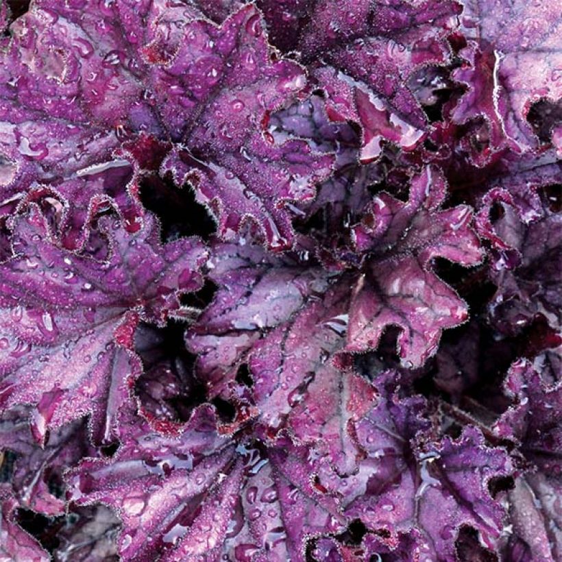 Heuchère - Heuchera Forever Purple (Foliage)