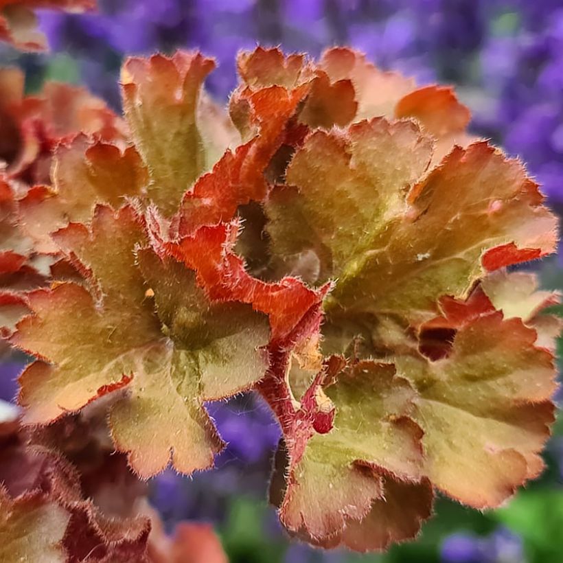 Heuchère - Heuchera Frilly (Foliage)
