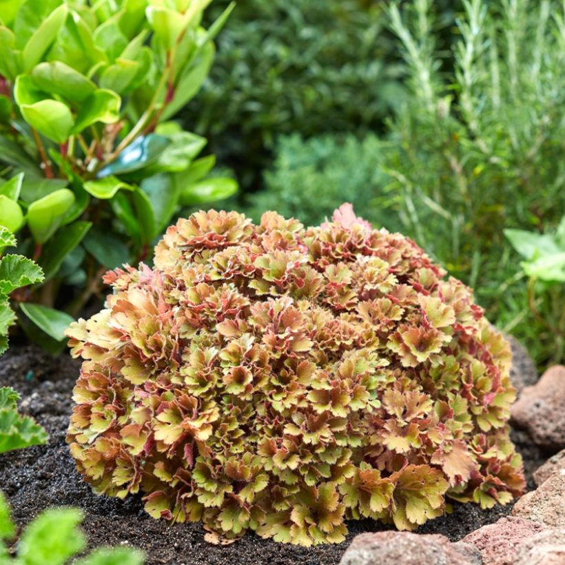 Heuchère - Heuchera Frilly (Plant habit)