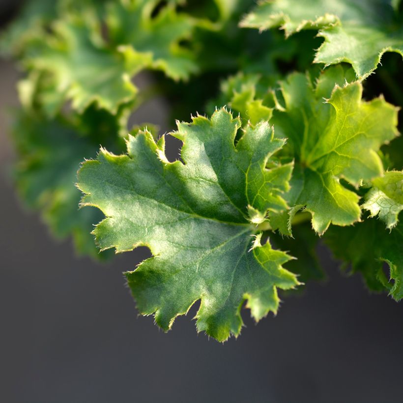 Heuchère - Heuchera Apple Crisp (Foliage)