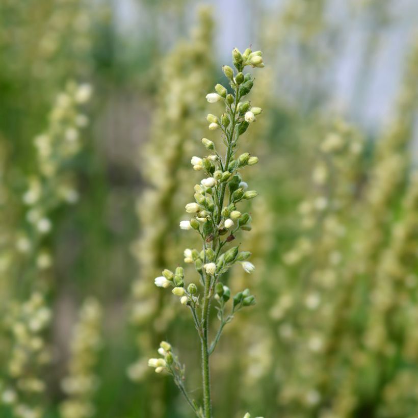 Heuchère - Heuchera Apple Crisp (Flowering)
