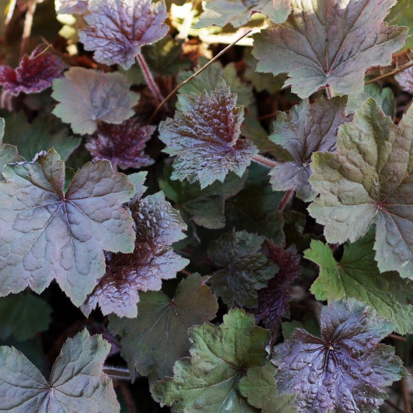 Heuchère - Heuchera Brownies (Foliage)