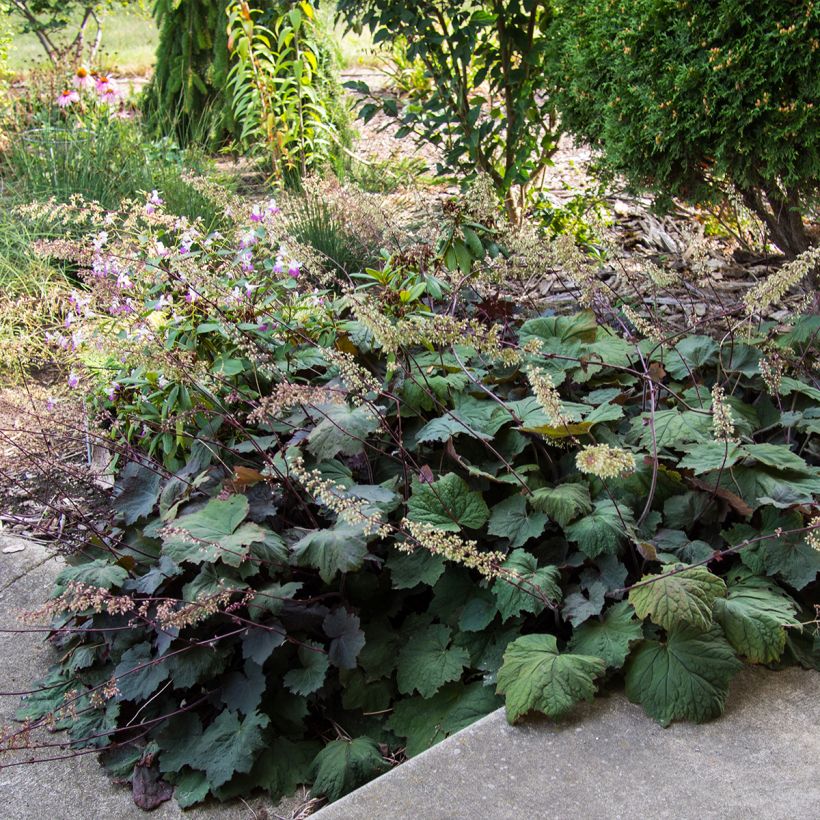 Heuchère - Heuchera Brownies (Plant habit)