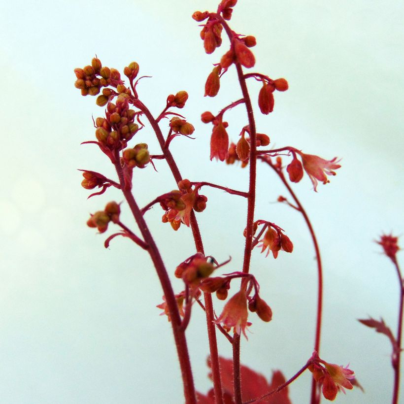 Heuchère - Heuchera Cherry Cola (Flowering)
