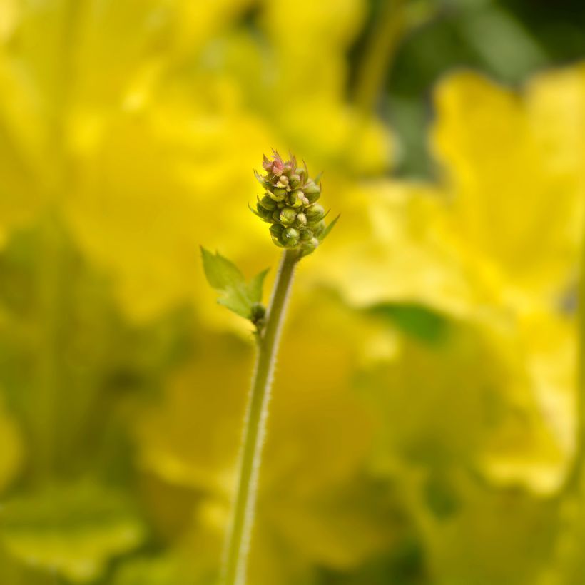 Heuchère - Heuchera Electric Lime (Flowering)