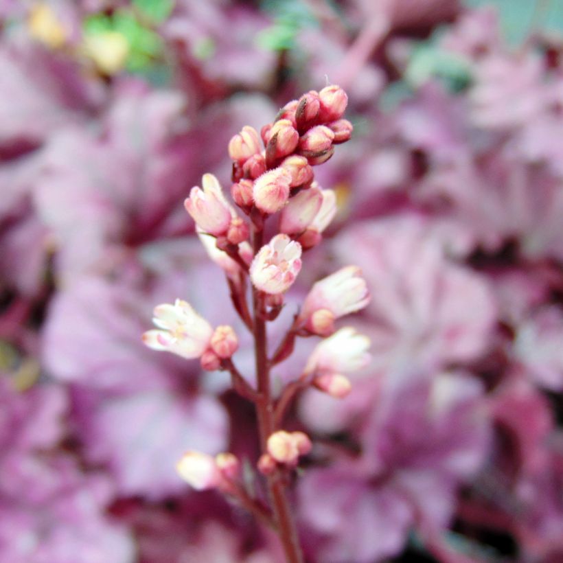 Heuchère - Heuchera Forever Purple (Flowering)