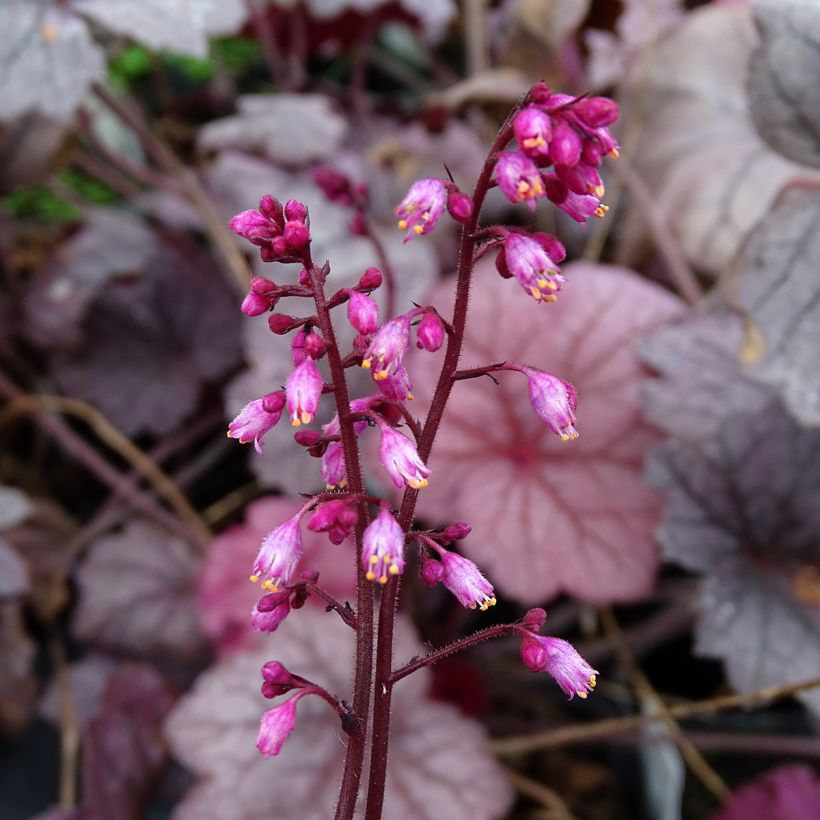 Heuchère - Heuchera Georgia Plum (Flowering)