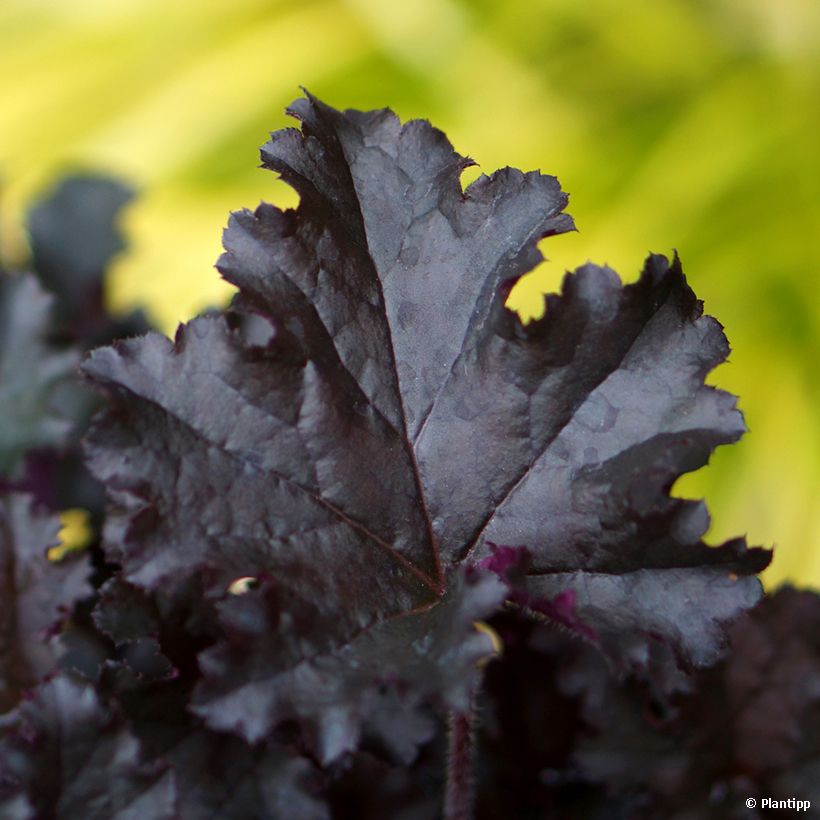 Heuchère - Heuchera L. Dark Secret (Foliage)
