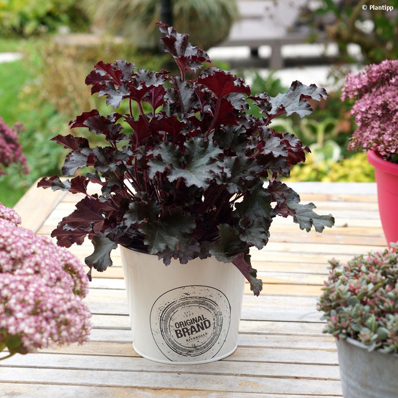 Heuchère - Heuchera L. Dark Secret (Plant habit)