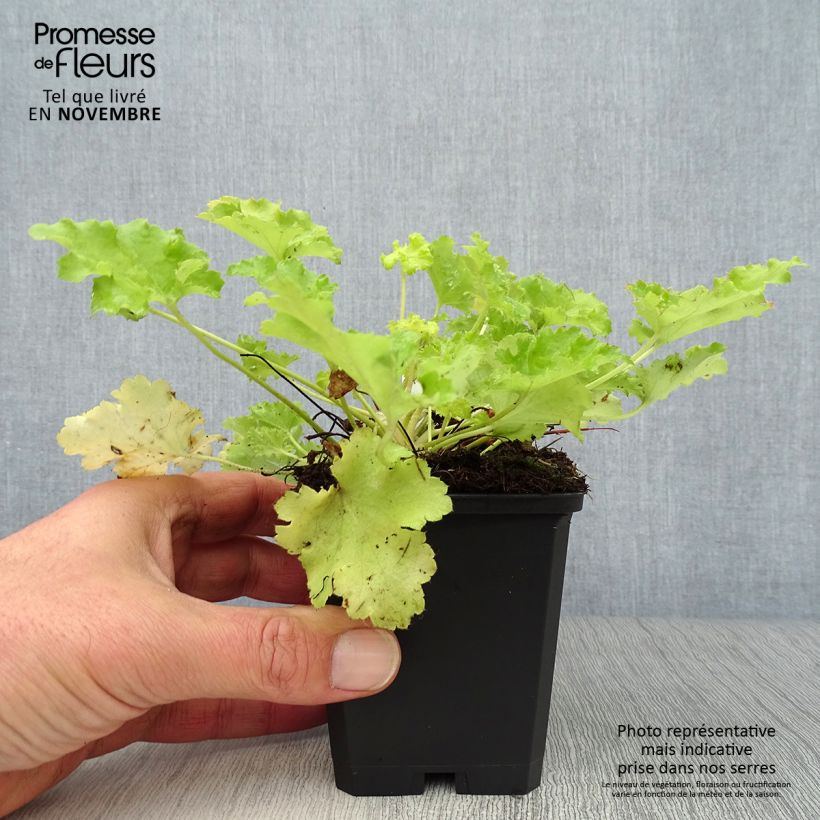 Example of Heuchère - Heuchera Lime Rickey Godet de 8/9 cm as you get in automne