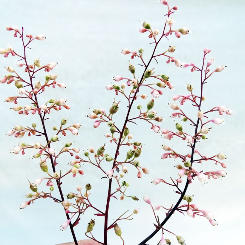 Heuchère - Heuchera Magnum (Flowering)