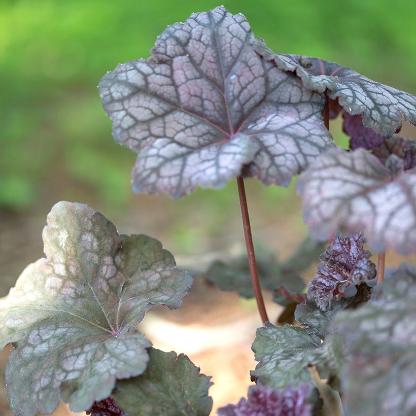 Heuchère - Heuchera Velvet Night (Foliage)