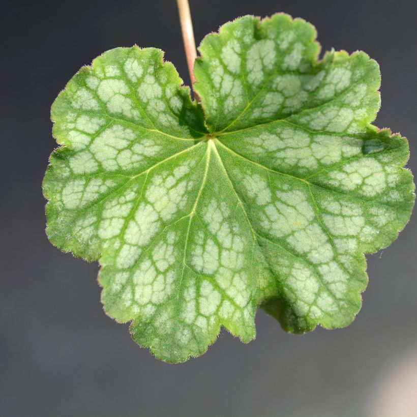 Heuchère - Heuchera americana Dales Strain (Foliage)