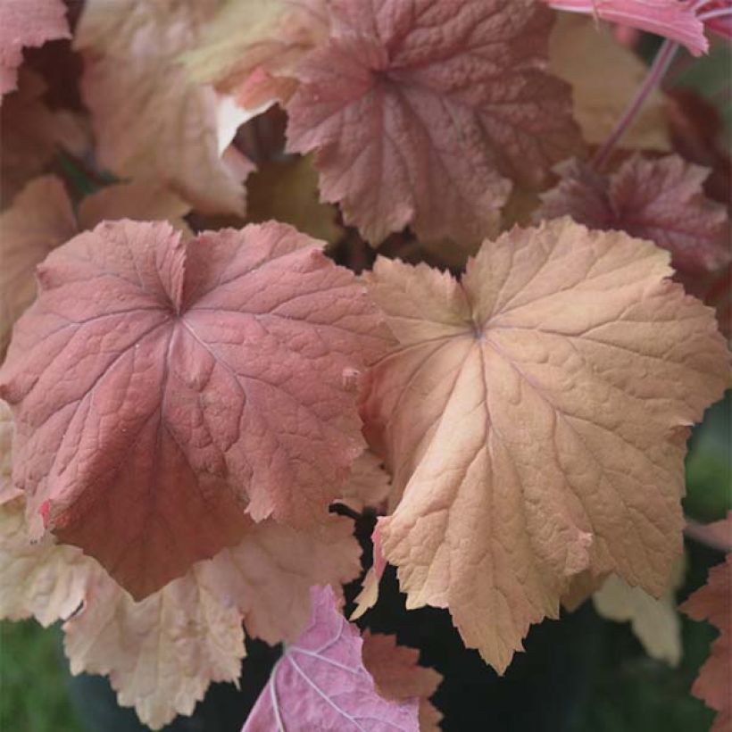 Heuchère - Heuchera Mega Caramel (Foliage)