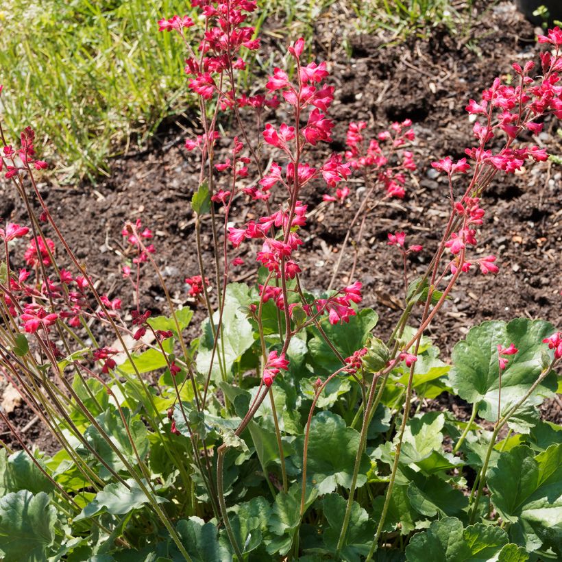 Heuchère - Heuchera Pluie de Feu (Plant habit)
