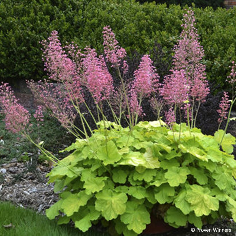 Heuchère - Heuchera Pretty Pistachio (Flowering)