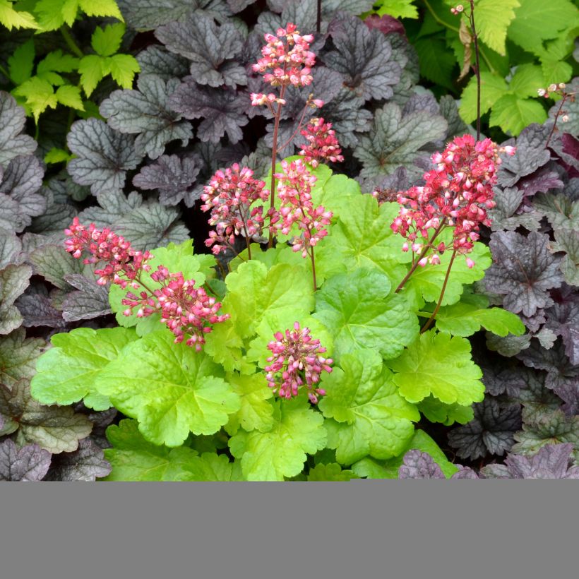 Heuchère - Heuchera Little Cuties Sweet Tart (Plant habit)