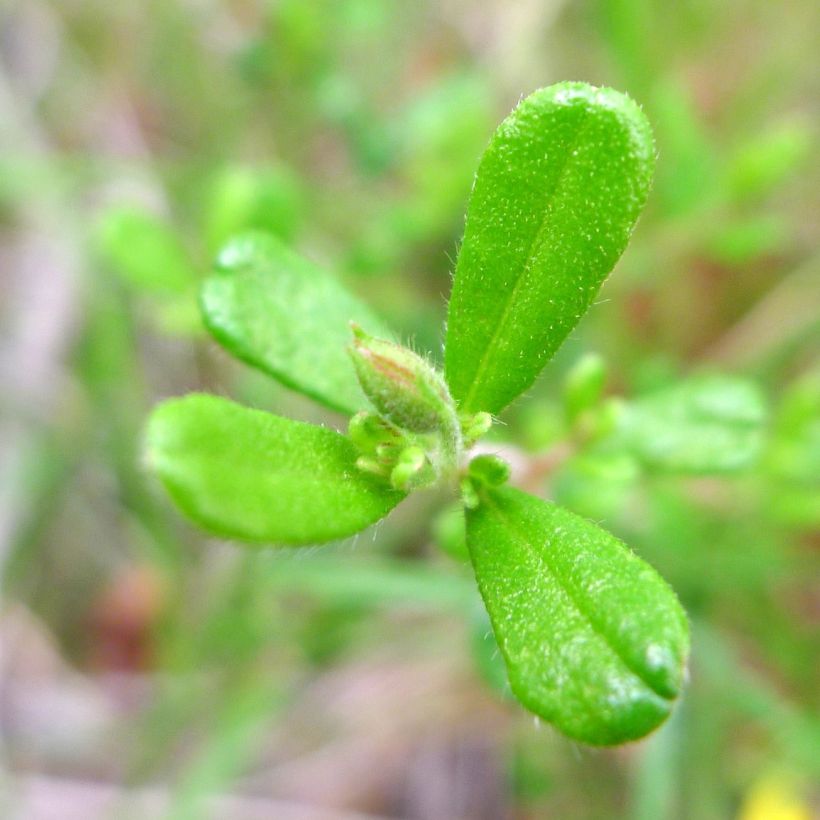 Hibbertia aspera - Fleur de Guinée (Foliage)