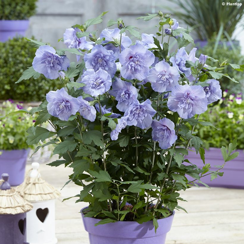 Hibiscus syriacus Blue Chiffon - Althea bleu double (Plant habit)