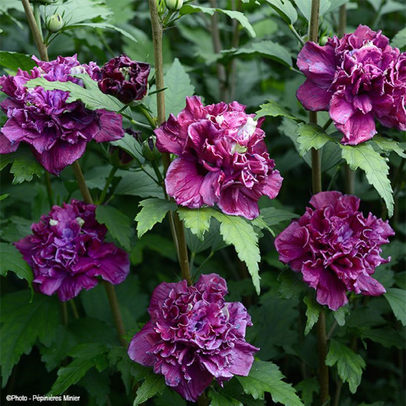 Hibiscus French Cabaret Red - Althéa double rouge foncé (Flowering)