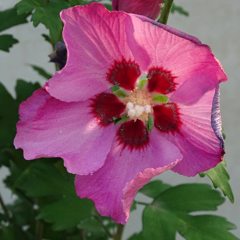 Hibiscus Pink Giant - Althéa rose à coeur rouge (Flowering)