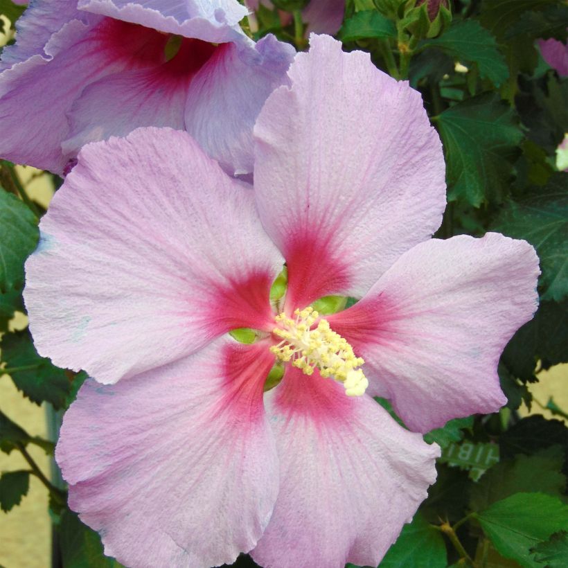 Hibiscus Rose Moon - Althéa rose à coeur rouge (Flowering)