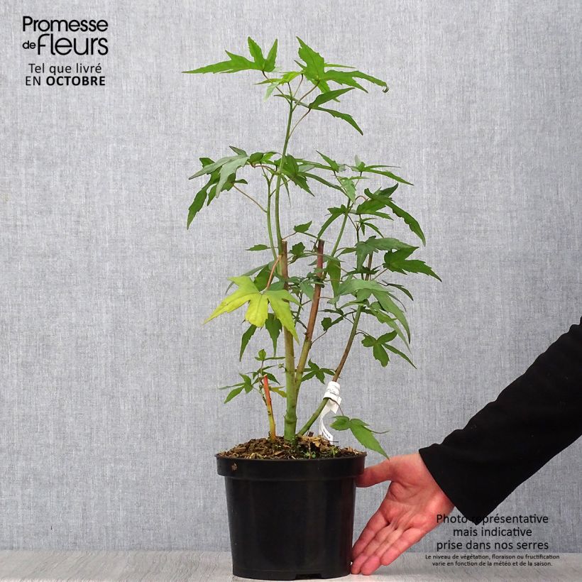 Example of Hibiscus coccineus - Ketmie écarlate - Étoile du Texas. Pot de 2L/3L as you get in automne