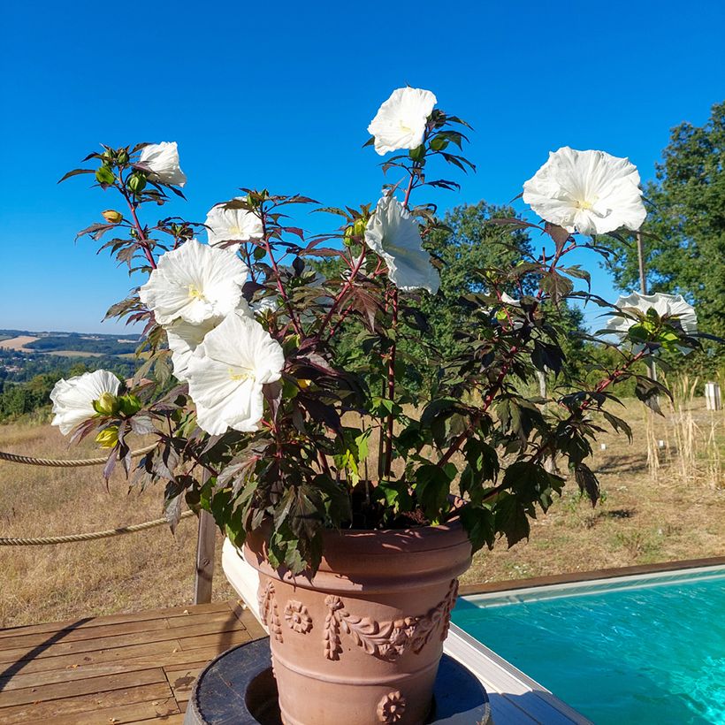 Hibiscus moscheutos Carousel Ghost - Hibiscus des marais (Plant habit)