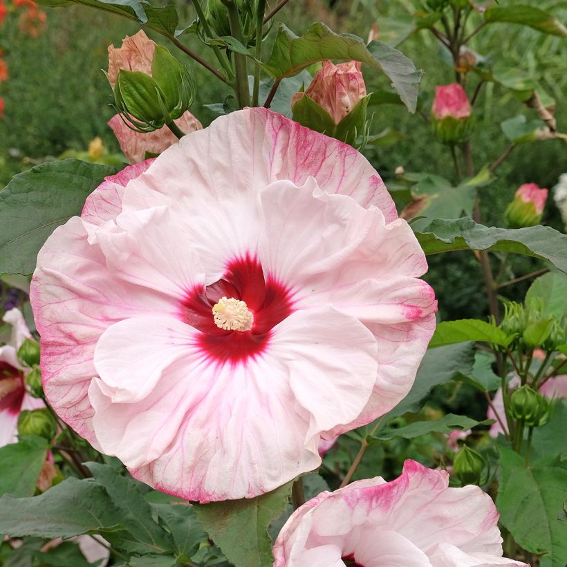 Hibiscus moscheutos Cherry Cheesecake - Hibiscus des marais (Flowering)