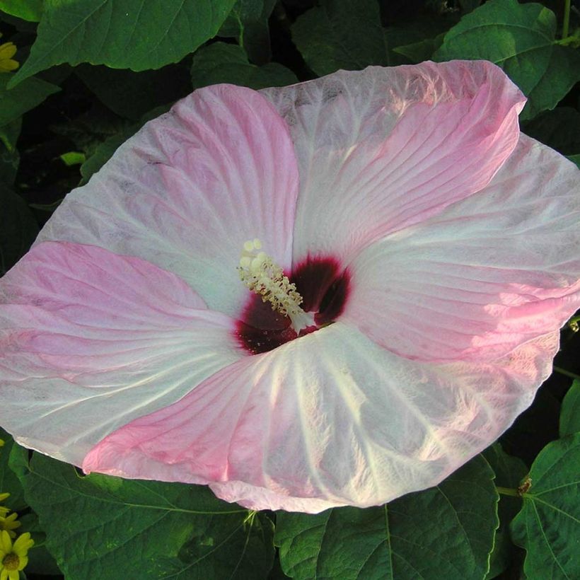 Hibiscus moscheutos Fujin - Hibiscus des marais nain (Flowering)