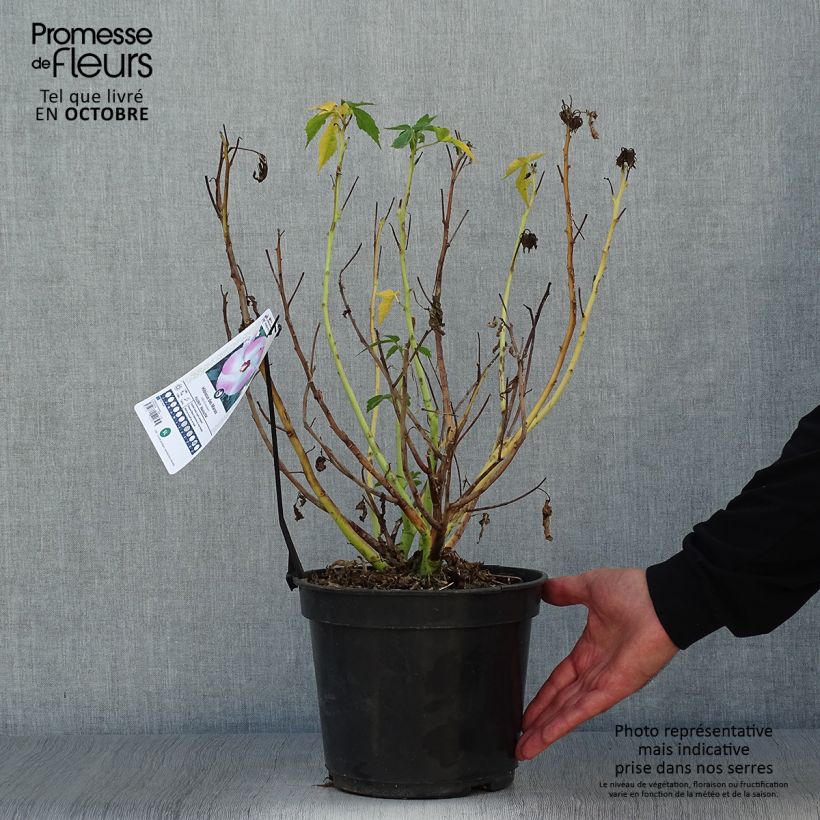 Example of Hibiscus moscheutos Fujin - Hibiscus des marais nain Pot de 4L/5L as you get in automne