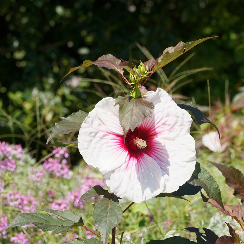 Hibiscus moscheutos Joli Coeur - Hibiscus des marais (Flowering)