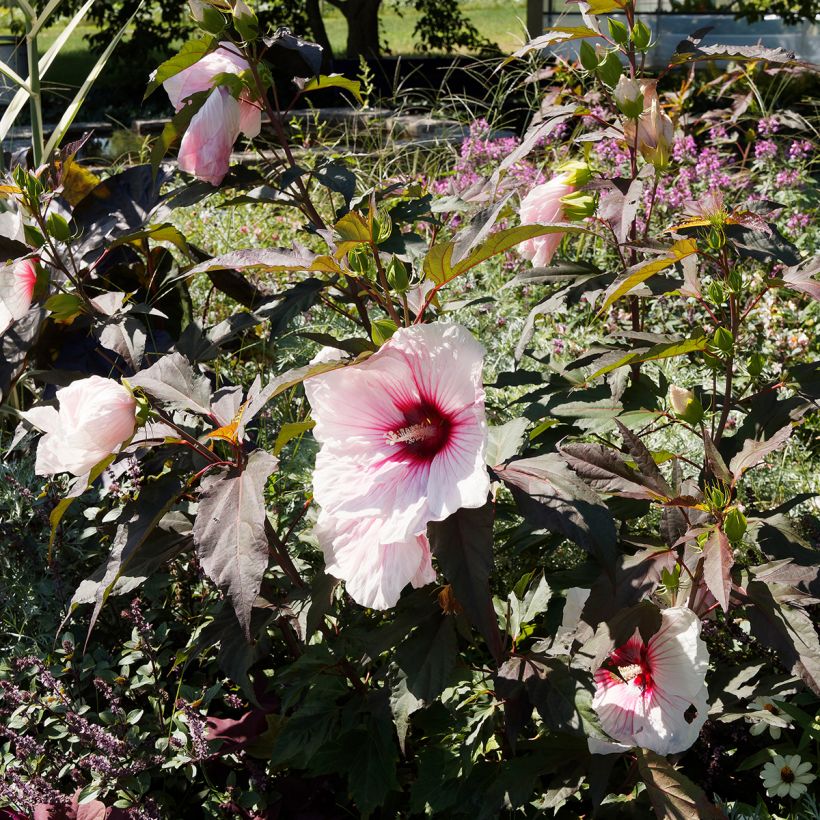 Hibiscus moscheutos Joli Coeur - Hibiscus des marais (Plant habit)