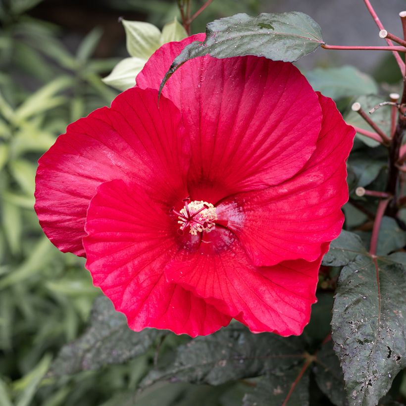 Hibiscus moscheutos Midnight Marvel - Hibiscus des marais (Flowering)