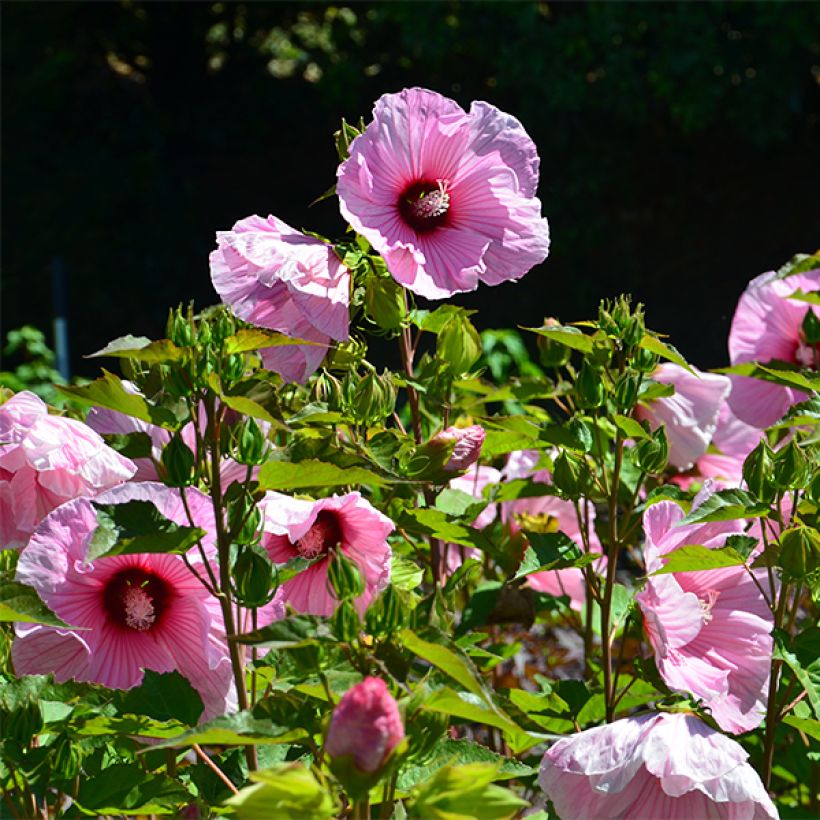 Hibiscus moscheutos PLANET Solène - Hibiscus des marais (Flowering)