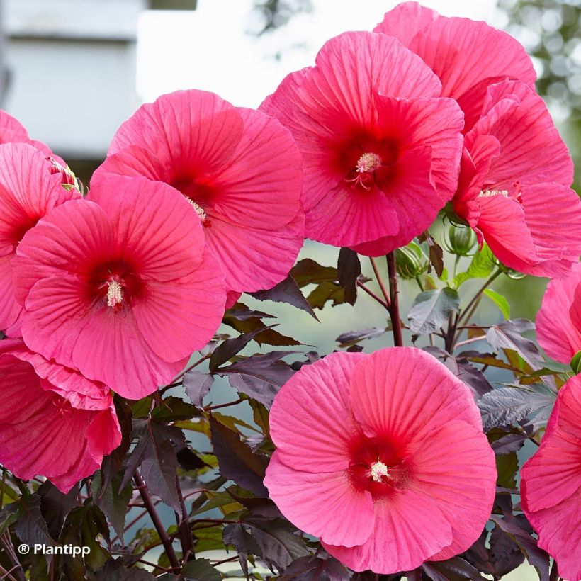 Hibiscus moscheutos Pink Passion - Hibiscus des marais (Flowering)