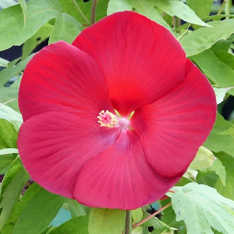 Hibiscus moscheutos Raijin - Hibiscus des marais nain (Flowering)