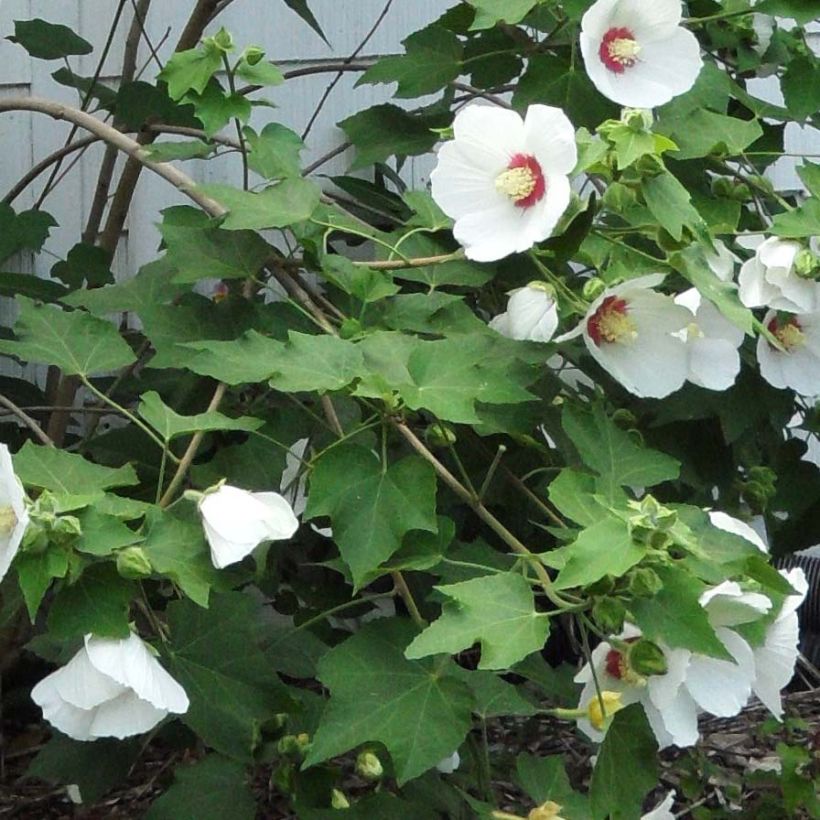 Hibiscus paramutabilis  (Foliage)